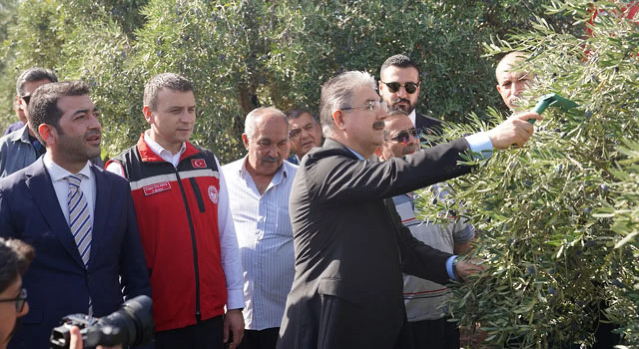 Osmaniye’de Zeytin Hasadı Dualarla Başladı Osmaniye’de Zeytin Hasadı Dualarla Başladı