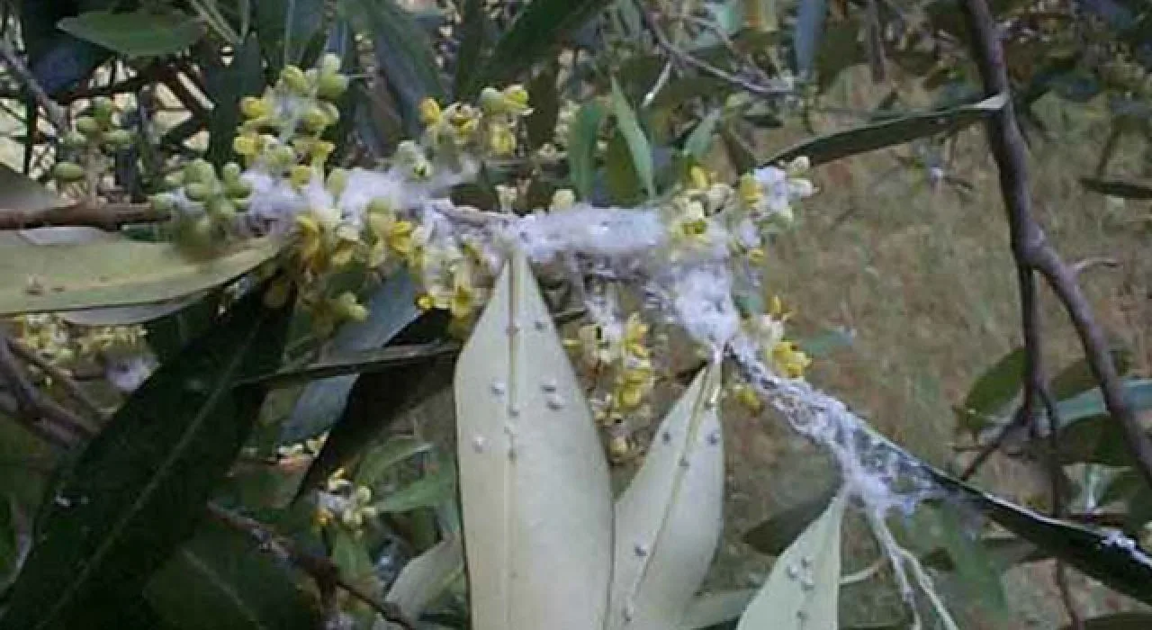 Ellek Belediyesi’nden Üreticiye Zararlı Uyarısı