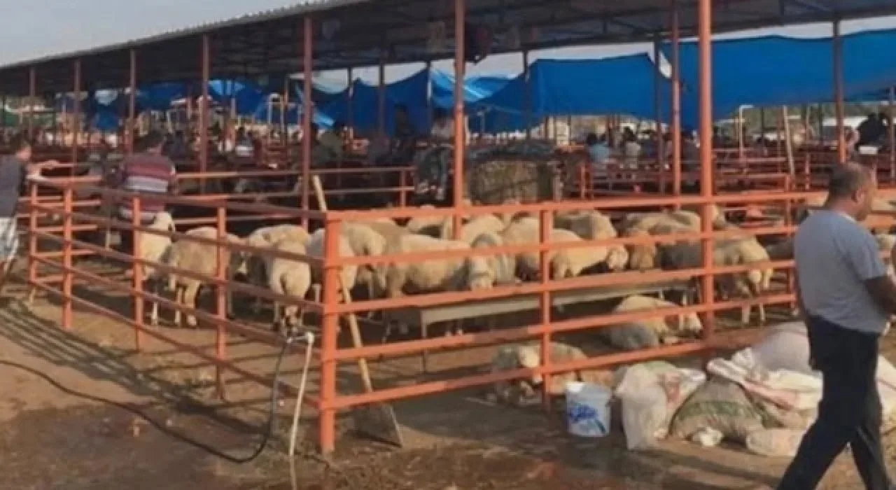 Kadirli’de Şap Karantinası Sona Erdi Kadirli’de Şap Karantinası Sona Erdi