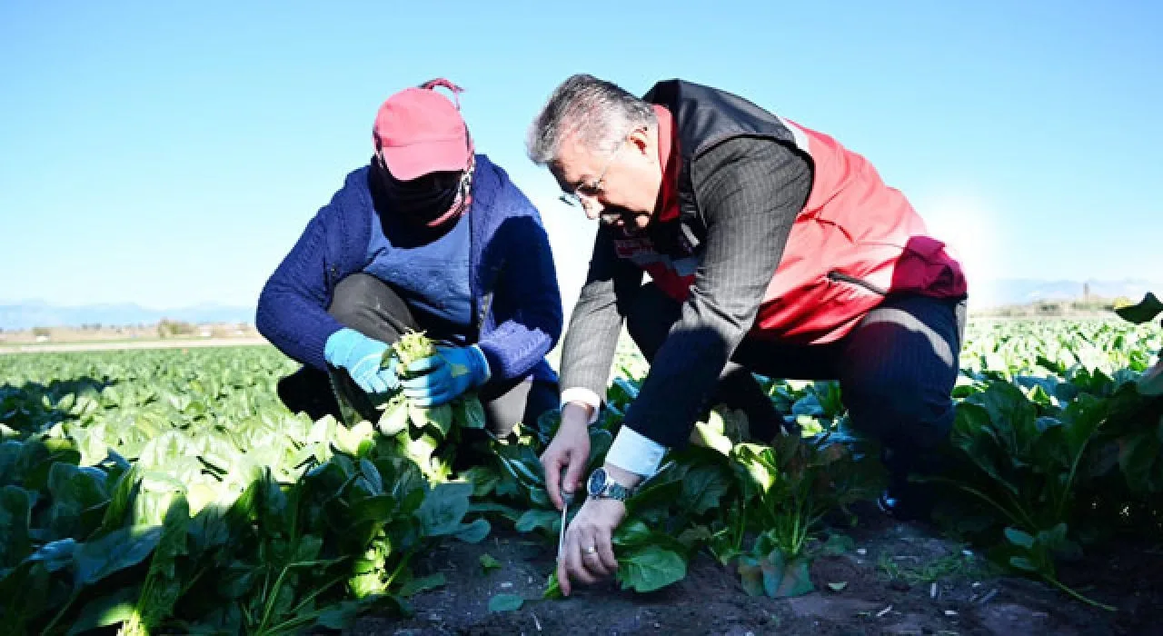 Vali Erdinç Yılmaz Kadirli’de Ispanak Hasadına Katıldı