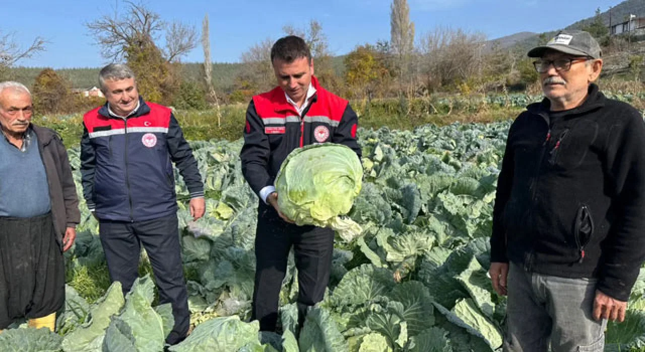 Hasanbeyli’de Ata Tohumu Lahana Hasadı Yapıldı