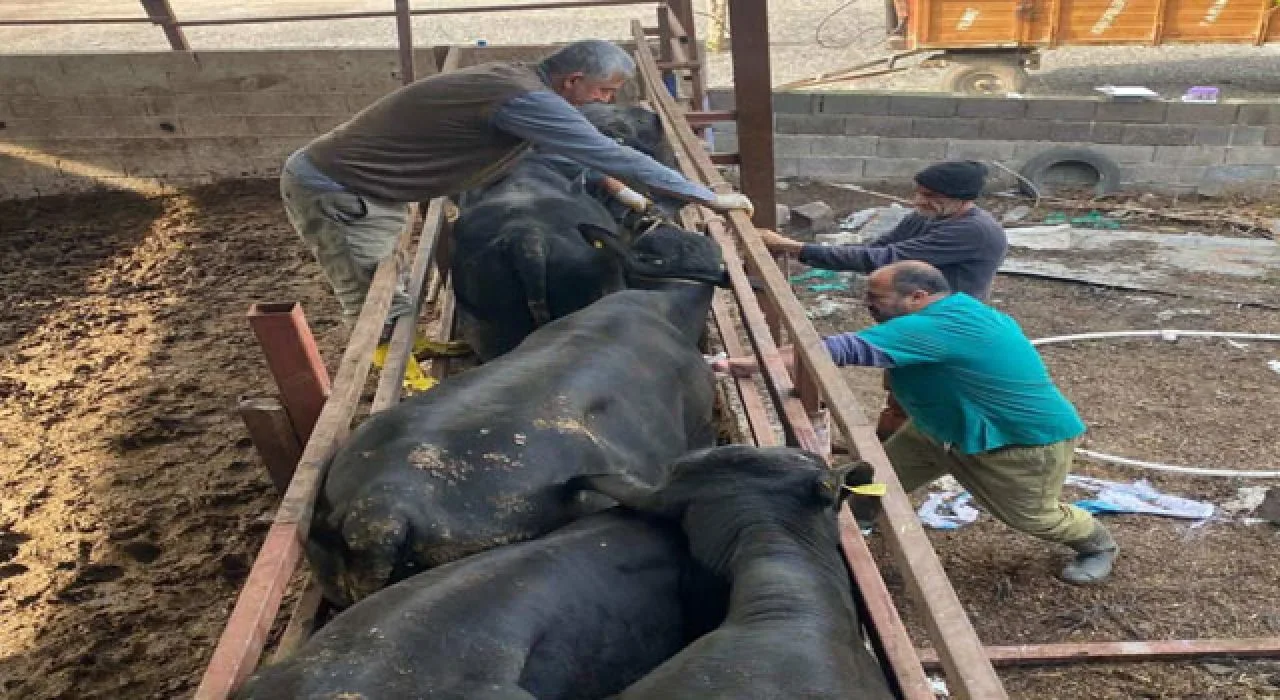 Toprakkale’de Sonbahar Aşıları Tamamlandı