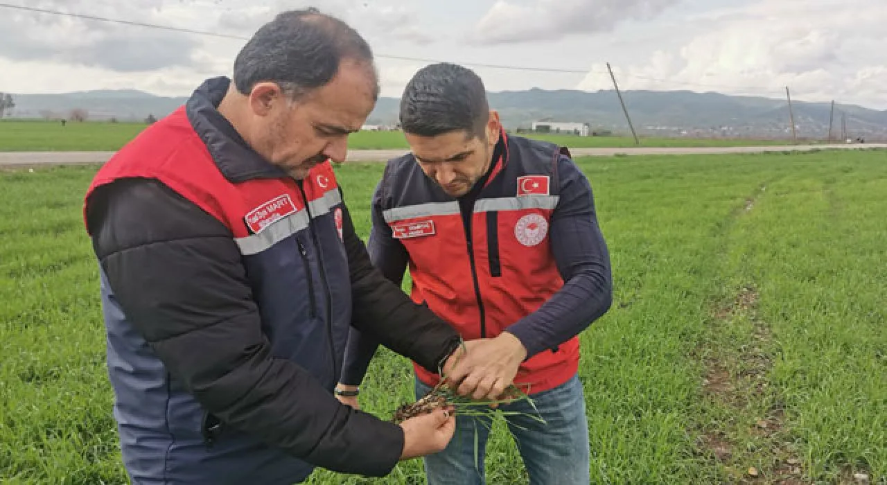 Düziçi’nde Tarla Kontrolleri Başladı